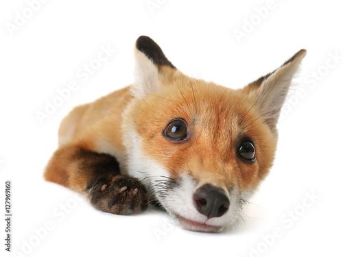 Portrait of cute little fox cub on white background