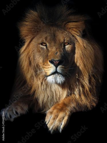 Lion geat king serious portrait