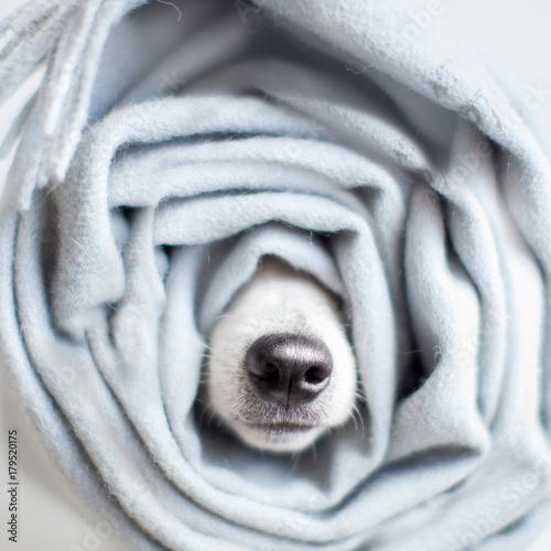 Jack Russel wrapped in a scarf